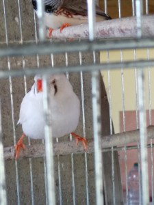 diamantino_occhi_1.jpg