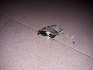 20190704_202948.jpg