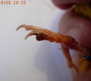 sospetta cancrena dito zampa canarino