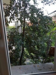 IMG_20190808_193643.jpg