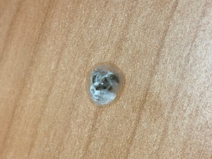 226FE033-091D-4567-BE23-B516BCCE6CC1.jpeg