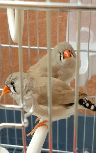 Screenshot Diamantini.jpg