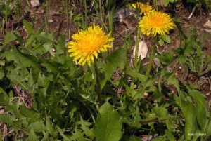 Questo sarebbe il tarassaco? Fa anche fiorescenze che si soffiano (soffioni) o sbaglio?