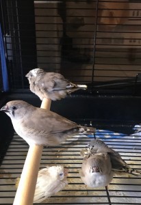 Tutti i pulli insieme