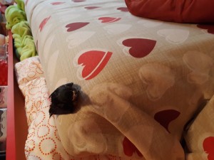 20200628_202441.jpg (310.73 KiB) Visto 2797 volte Eccola!