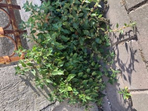 IMG_6702.jpg