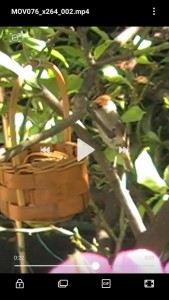 Screenshot_20200727-163204_Video Player.jpg