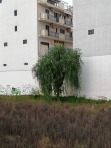 IMG_20210210_082537.jpg