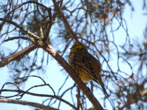 Zigolo Giallo (Emberiza citrinella) 1.JPG