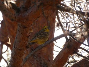 Zigolo Giallo (Emberiza citrinella) 2.JPG