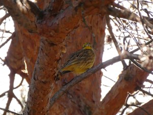 Zigolo Giallo (Emberiza citrinella) 3.JPG