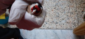 Cardellino Ancestrale - Paziente