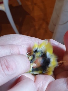 Ventre al 10gg di FuraOs+Scagliola
