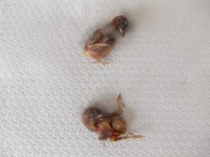DSCN1279.JPG
