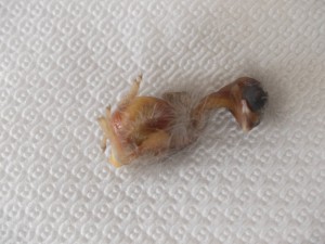 DSCN1280.JPG