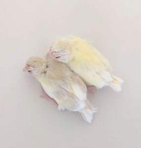 twins.png