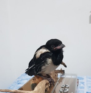 Allego foto del piccolo il primo giorno che lo abbiamo preso, martedì, magari è d'aiuto.