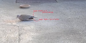 immagine2.jpg