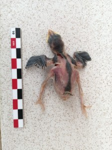 ID?