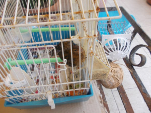 Pullo con zampetta mancante nella mangiatoia