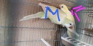 Pallid acquaxFemmina Lutina1.jpg