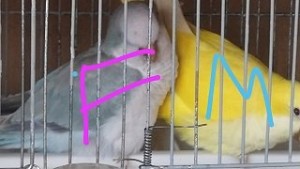 Maschio LutinoxFemmina Pallid blù1.jpg