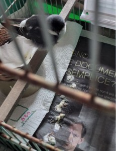 altre feci sul fondo della gabbia