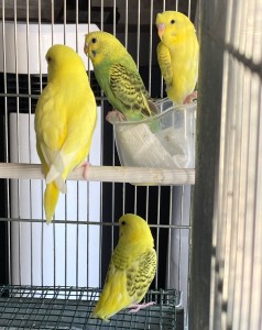 Qui si dovrebbe vedere bene la differenza di piumaggio