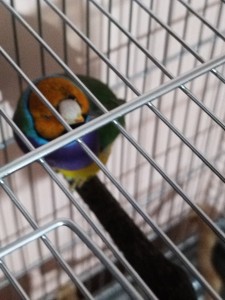 Crosticine vicino al becco mi sembrano