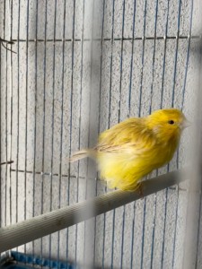 IMG_0933.jpeg