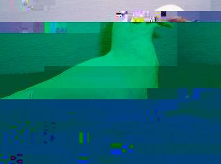 white.jpg