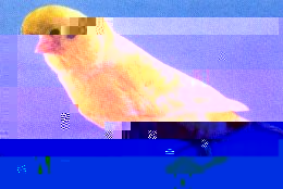 giallo_brinato.jpg