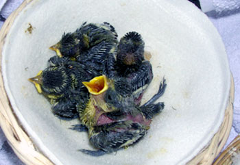 Nidiata di cinciarella ritrovata da Franca. Nidiata di cinciarella ritrovata da Franca.