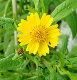 Fiore di Niger